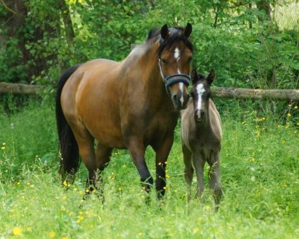 Zuchtstute Darf ich bitten GG (Deutsches Reitpony, 2016, von Diamantenglanz AT)