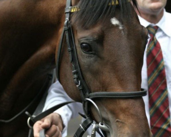stallion Lateral xx (Thoroughbred, 2003, from Singspiel xx)