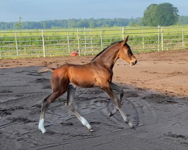 stallion Careful E (Holsteiner, 2021, from Charaktervoll Hv)