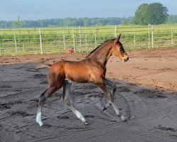 stallion Careful E (Holsteiner, 2021, from Charaktervoll Hv)