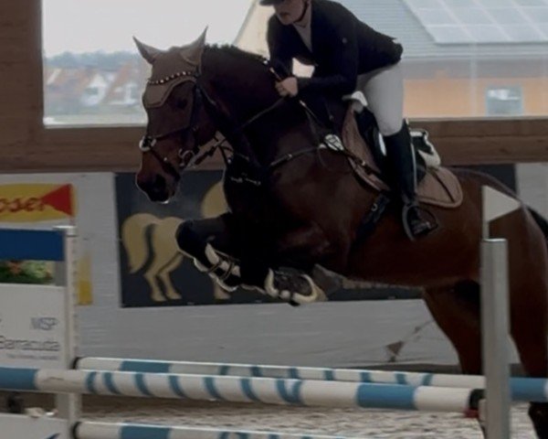 jumper Calvero 15 (Holsteiner, 2009, from Corrado I)
