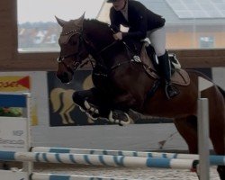 jumper Calvero 15 (Holsteiner, 2009, from Corrado I)