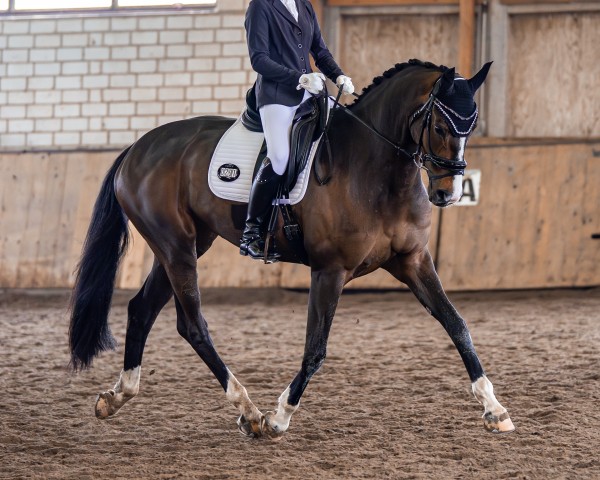 dressage horse Sia 4 (Hanoverian, 2014, from Scuderia) dressage horse Sia 4 (Hanoverian, 2014, from Scuderia)
