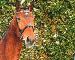 dressage horse Winchester 154 (German Sport Horse, 2006, from Wackerbarth)