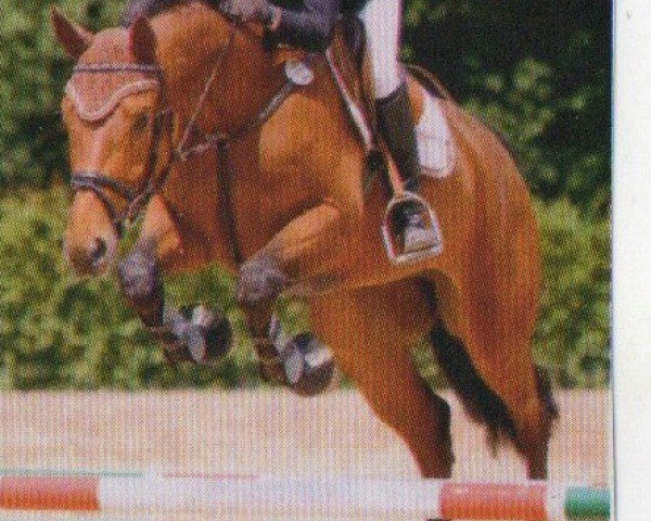 Springpferd Let Kiss 8 (Deutsches Sportpferd, 2006, von Lewinski)