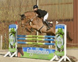 Springpferd Zapzarap Z (Zangersheide Reitpferd, 2014, von Zinedine)