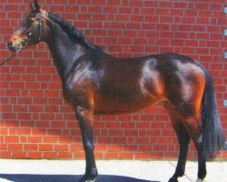 broodmare Lalina 4 (Hanoverian, 2004, from Lambourghini Diablo)