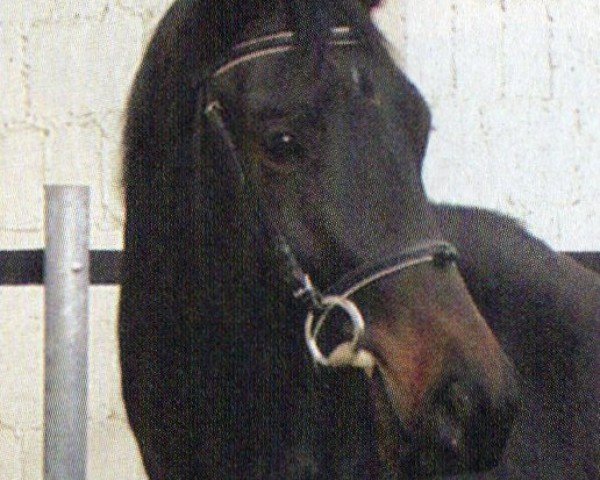 dressage horse Verona (Trakehner, 2000, from Holunder)