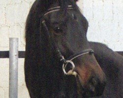 dressage horse Verona (Trakehner, 2000, from Holunder)