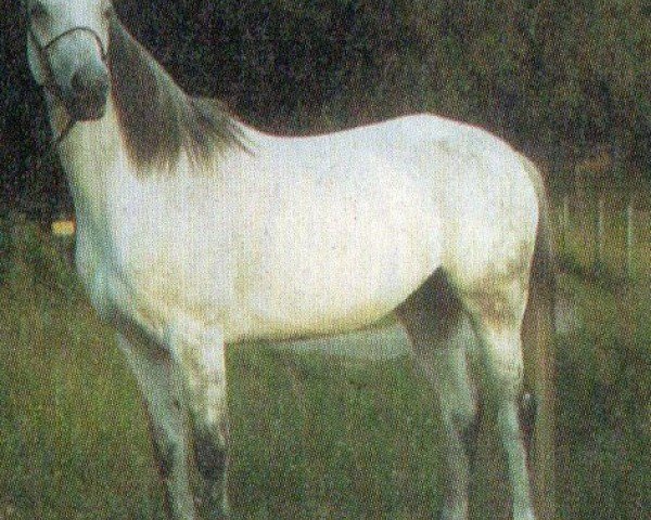 horse Hora 15 (Shagya Arabian, 1991, from Pamino)
