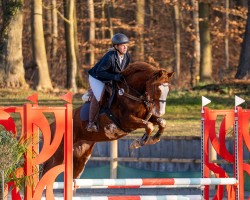 broodmare Golden Pleasure KB (German Warmblood, 2019, from Goldfever 3)