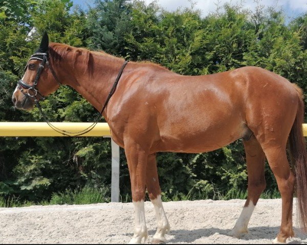 jumper Hussit (Trakehner, 2013, from Sedar)