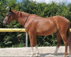 jumper Hussit (Trakehner, 2013, from Sedar)