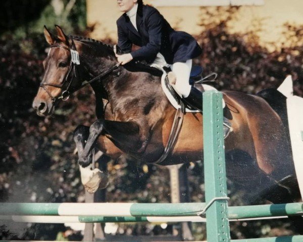 horse Faro 40 (Hanoverian, 1984, from Fernal)