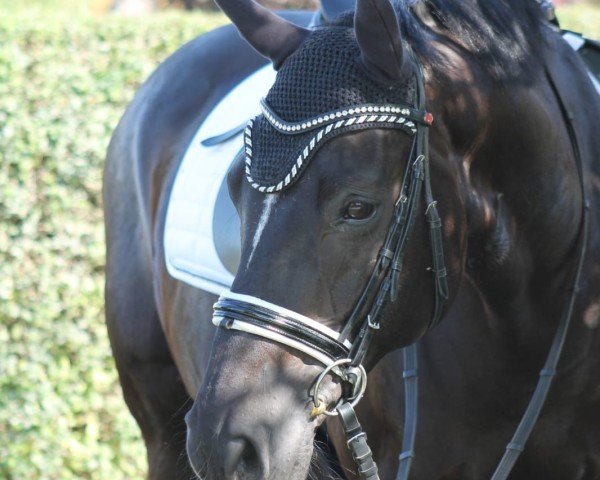 dressage horse Priamus 15 (Oldenburg, 2003, from Pik Kaiser)