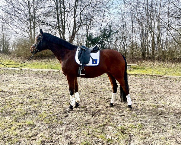 horse Fouché (Trakehner, 2014, from Impetus)