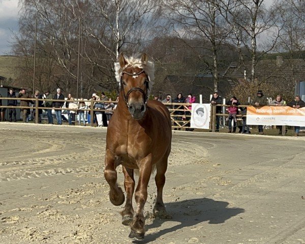 stallion Olympius (Rheinisch-Westfälisches Draughthorse, 2022, from Olympus von Wallwitz)
