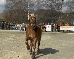 stallion Olympius (Rheinisch-Westfälisches Draughthorse, 2022, from Olympus von Wallwitz)