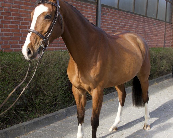 broodmare Cardeja C. (Oldenburg show jumper, 2021, from High Level 7)
