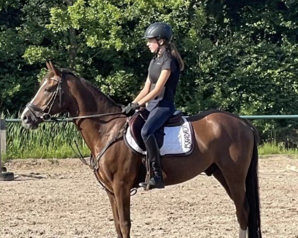 Dressurpferd Donnerhall's Dante W (Deutsches Reitpony, 2009, von Der Kleine Donnerhall W)