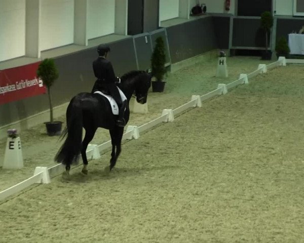 Dressurturnier auf dem Abtshof 2013