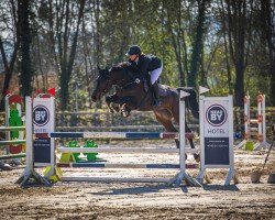 jumper Vilja la vida (Hanoverian, 2019, from Viscount 22)