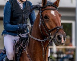 jumper Carebis S (Hanoverian, 2016, from Carebis)