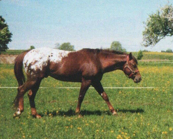 horse Cochise (Appaloosa, 1993, from Rustler's Good Son)