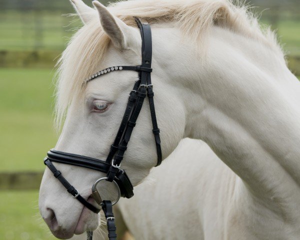 Pferd Gitano SD (Deutsches Reitpony, 2022, von Gamble Sd)