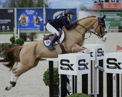 Springpferd Quivaldi van de Brouwershoeve (Belgisches Warmblut, 2016, von De Flor 111 Z)