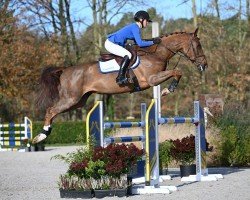 jumper Ela Ela 4 (Zangersheide riding horse, 2019, from Emerald van 't Ruytershof)