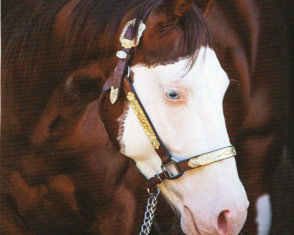 Pferd CSG Wishbeshooter (Quarter Horse, 2014, von Colonels Shining Gun)