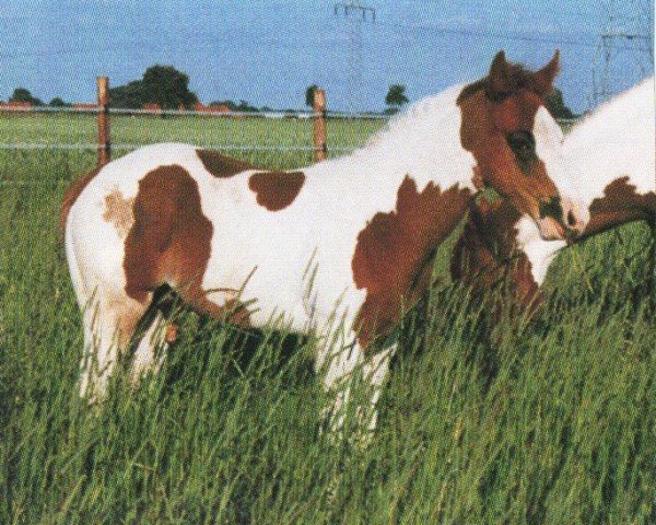 stallion Smokin Trouble (Paint Horse,  , from Doc Smokey Note)