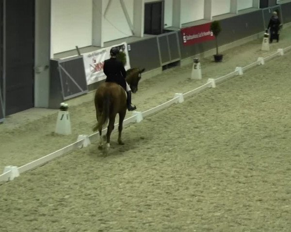 Dressurturnier auf dem Abtshof 2013