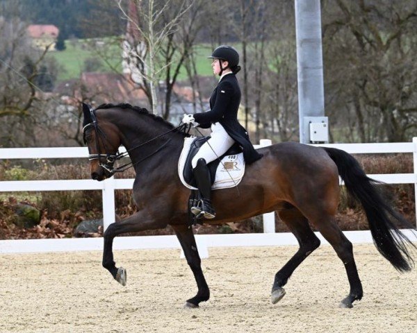 dressage horse Charly (Holsteiner, 2014, from Carantas)