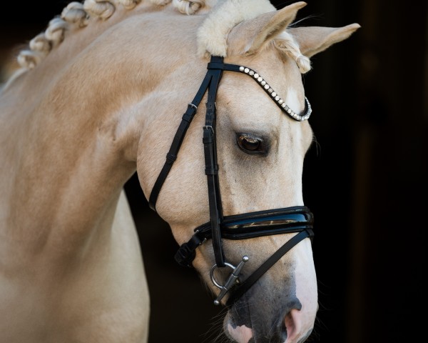 stallion What a Beauty 5 (German Riding Pony, 2019, from Kastanienhof Donnertrommler)
