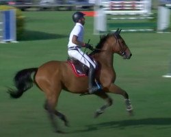 Pferd Vainqueur de Brekka (Selle Français, 2009, von Diamant de Semilly)