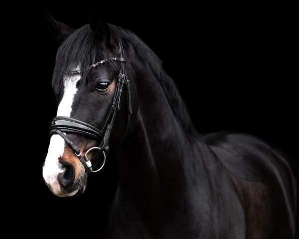 dressage horse Flash Magic 3 (Hanoverian, 2020, from Fürst Belissaro)