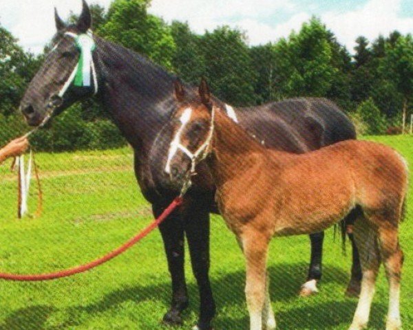 dressage horse Verdi M (Sachs-door. Heavy Warmbl., 2012, from Volontär)