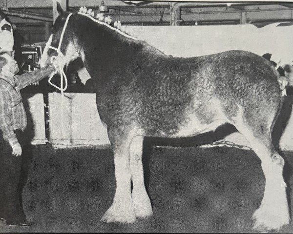 broodmare CIE Champagne Lady (Clydesdale, 1988, from Doura Sensation)
