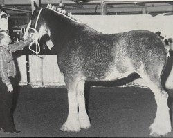 broodmare CIE Champagne Lady (Clydesdale, 1988, from Doura Sensation)