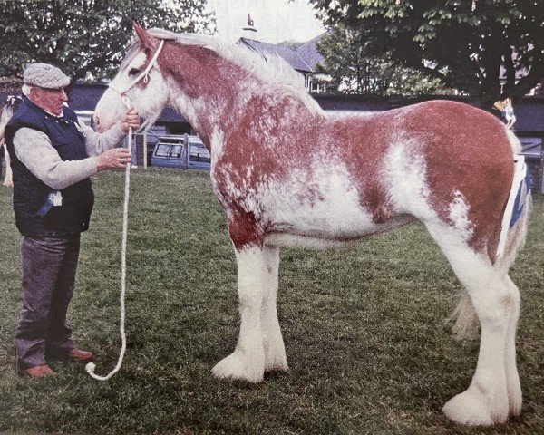 Zuchtstute Hollybank Lorna Doon (Clydesdale, 1994, von Millisle Perfection)