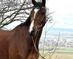 jumper Dario M (Holsteiner, 2014, from Duke of Hearts xx)