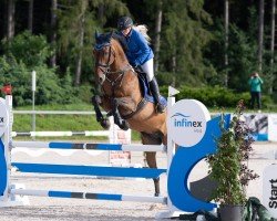 jumper Nabalu (Belgian Warmblood, 2011, from Nabab de Rêve)