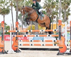 jumper Jambo (KWPN (Royal Dutch Sporthorse), 2014, from Tornesch)