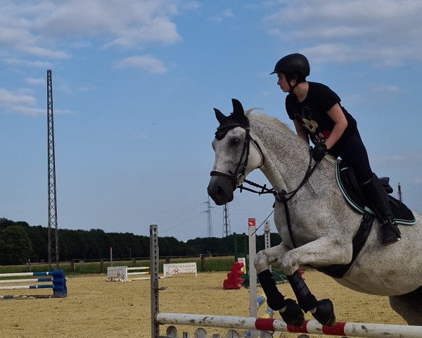 Springpferd La Luna 385 (Trakehner, 2006, von Gadar) Springpferd La Luna 385 (Trakehner, 2006, von Gadar)