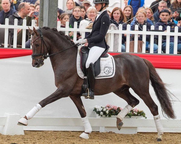 Deckhengst Damenstolz A (Deutsches Reitpony, 2020, von D-Gold AT NRW)