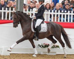 stallion Damenstolz A (German Riding Pony, 2020, from D-Gold AT NRW)