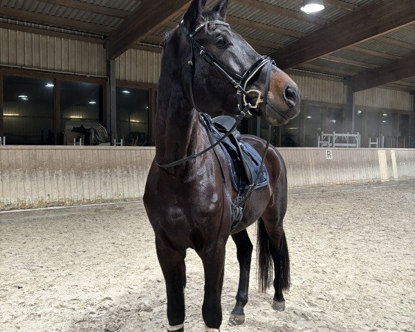 Pferd Dark Moon B (Hannoveraner, 2018, von Don K)