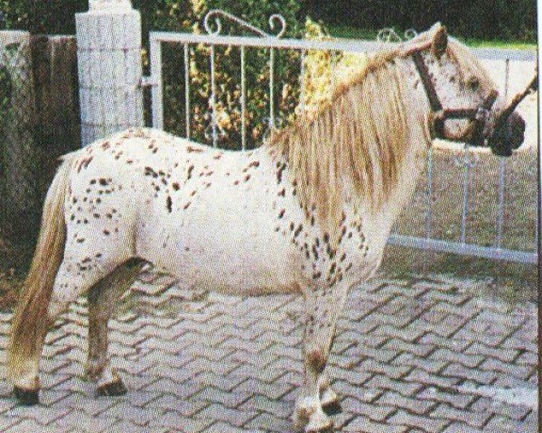 Deckhengst Broomells Salvo (British Spotted Pony, 1989, von Wantsley White Surrey) Deckhengst Broomells Salvo (British Spotted Pony, 1989, von Wantsley White Surrey)